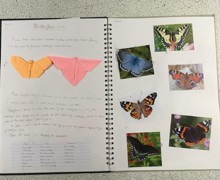 Mirain brown origami butterflies 1